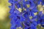 Delphinium Belladonna Bellamosum - 2000 Raw Seed