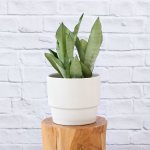 Mother In Law's Tongue - Moonshine - In Coconut White Flo Planter