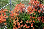 Aloe ‘camperi’ 4LT