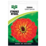 Zinnia Giant Dahlia Seeds