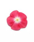 Vinca Pacifica Halo Cherry Red Xp Seed - 1000 Raw Seed