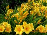 Day Lily 15 Cm Pot