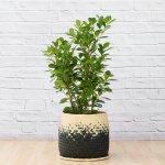 Ficus - Moclame - Large - In Mimi Palm Leaf Basket