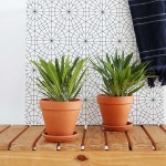 Madagascar Palm - In 15CM Terracotta Pot