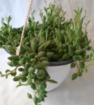 Senecio Radicans String Of Bananas 16CM H b