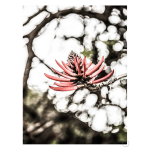 La Coral Art Print - A4