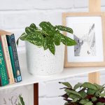Pothos - Pictus - In Speckled Emerson Planter