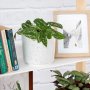 Pothos - Pictus - In Speckled Emerson Planter