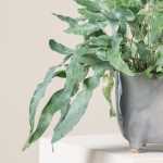 Phlebodium Blue Star 12.5CM Pot