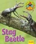 Wildlife Watchers: Stag Beetle 2017 Paperback