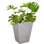 Planted Windsor Shade - Amper / Monstera Deliciosa