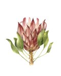 Protea Cynaroides Art Print - A1
