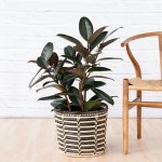 Rubber Tree - Abidjan - Large - In Queen Ilala Basket
