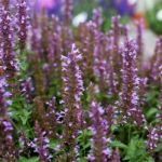 Agastache Celestia 14CM Pot
