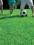 Bermuda Grass Lawn Seed - 1 Kg Raw Seed