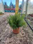 Coleonema ‘pink’ 10LT