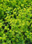 Bupleurum Griffitti - 50 Raw Seed