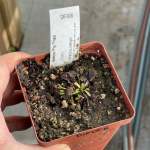 Venus Fly Trap 'galaxy.' Special Import. - Dormant Plant. 7.5CM Plastic Container.