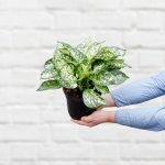 Chinese Evergreen - White Dud - 16.5CM Nursery Pot
