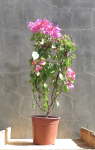 Bougainvillea Indian Flame 10LT