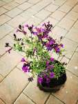 Salvia 4 Litres - Hot Lips Red & White
