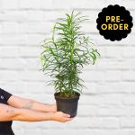 Yellowwood Tree - 20CM Nursery Pot