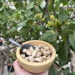 Ariyeh Female Pistachio Tree 5LT