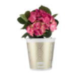 Flower Pot Plant 1S