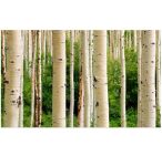Birch Trees Art Photography Print Canvas 1200 X 800