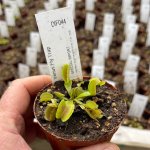 Venus Fly Trap 'whale.' Special Import. - Dormant Plant. 12CM Plastic Container.