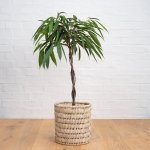 Ficus Longifolia - In 45CM Fundo Basket 1.5 Meters Tall