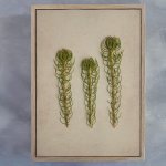 Fynbos 5 Art Print - A0 Framed Canvas With Natural Wood Frame