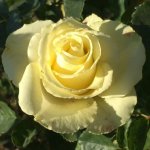 Limbo Hybrid Tea Rose 5LT