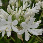 Agapanthus Mount Superior Large White Flowers 4LT