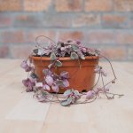 String Of Hearts - Variegated - In 25CM Hanging Basket