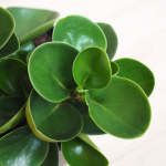 Baby Rubber Plant - 14CM Nursery Pot