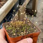 Bladderwort Utricularia Bisquamata