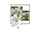 Lily Absolute Oil - 50 Ml