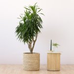 Dragon Tree - Alchemy - In 35CM Sinan Palm Leaf Basket