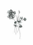 Floral Sketch 2 Art Print - A3