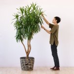 Dragon Tree - Alchemy - Extra Large - In 45CM Queen Ilala Basket 1.7M