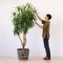 Dragon Tree - Alchemy - Extra Large - In 45CM Queen Ilala Basket 1.7M