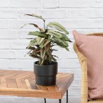 Calathea Majestic Star - In Black Flo Planter