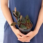 Jewel Orchid - 12CM Nursery Pot No Stripes Variety