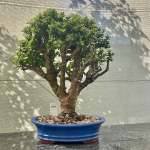 Portulacaria Afra "spekboom" - PXL06 480MM L X 360MM D X 520MM H
