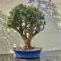 Portulacaria Afra "spekboom" - PXL06 480MM L X 360MM D X 520MM H