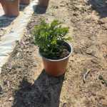 Click & Plant Online Nursery