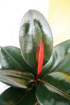 Rubber Plant - Ficus Elastica Robusta Abidjan 30CM