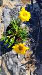 Gazania Giant Yellow 4LT