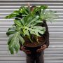 Delicious Monster - Extra Large - In 31CM Nursery Pot
